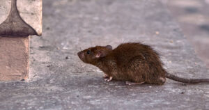 Ratos, Ratazanas e Camundongos: Diga Adeus à Invasão com a Brazil Química